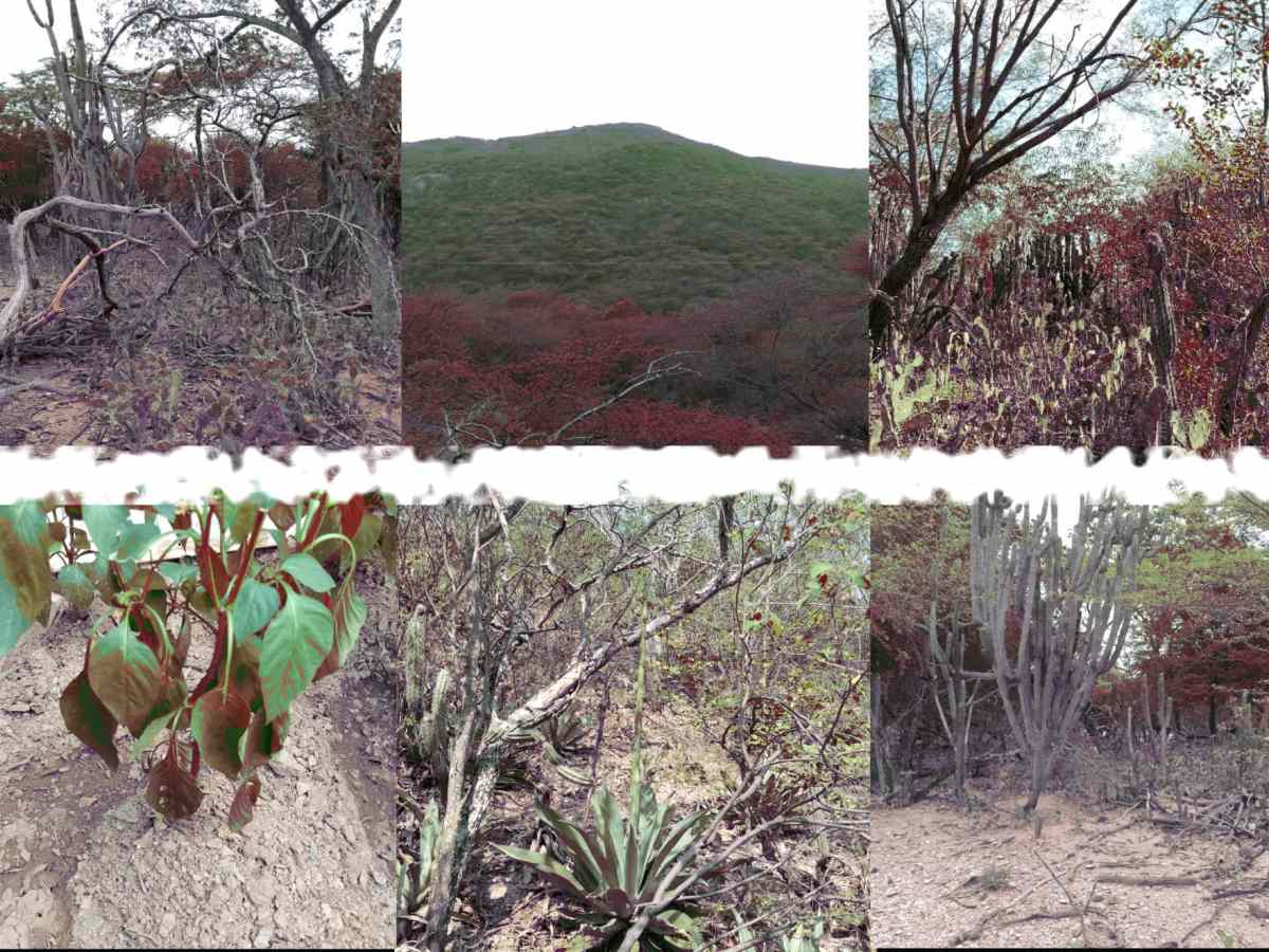 Expertos llaman a ejecutar un plan nacional contra el cambio climático que incorpore a distintos sectores