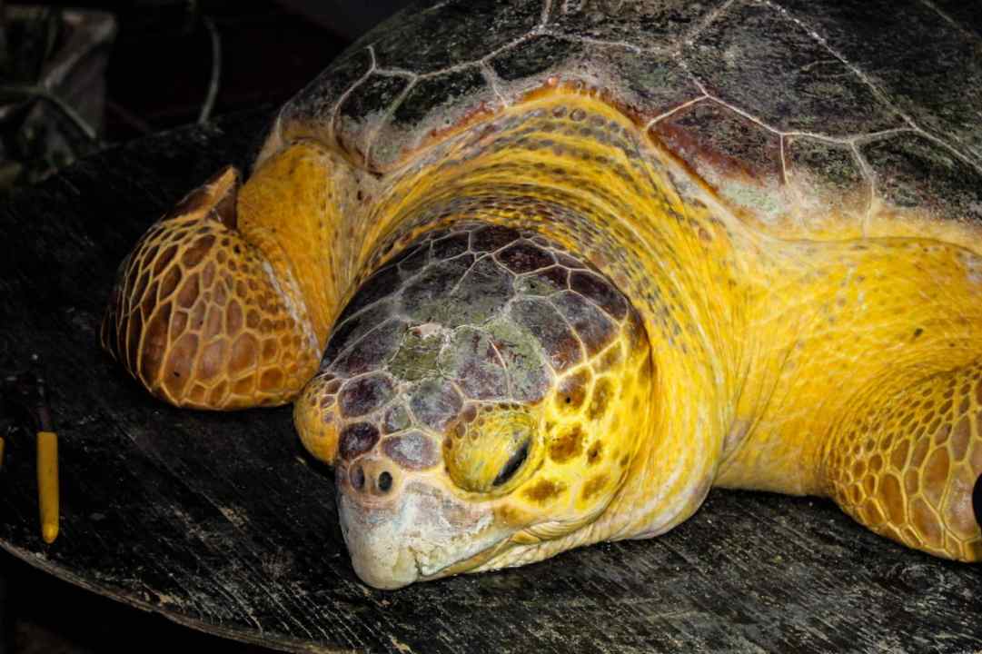 Rescate tortuga en Zulia 