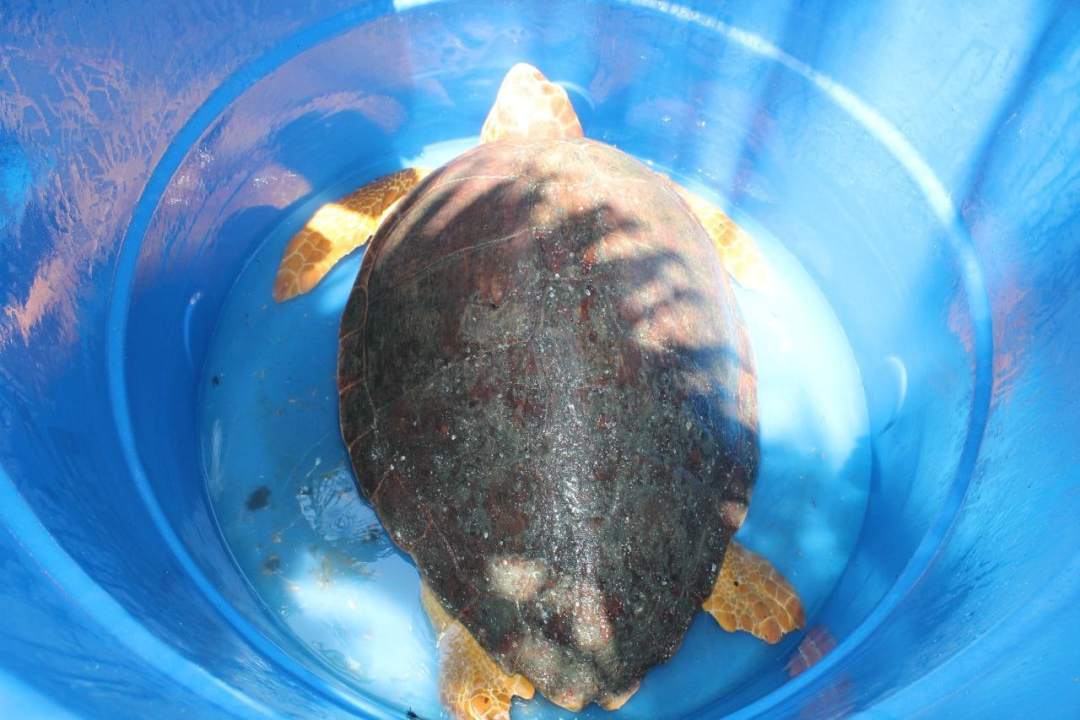 rescate tortuga en Zulia 