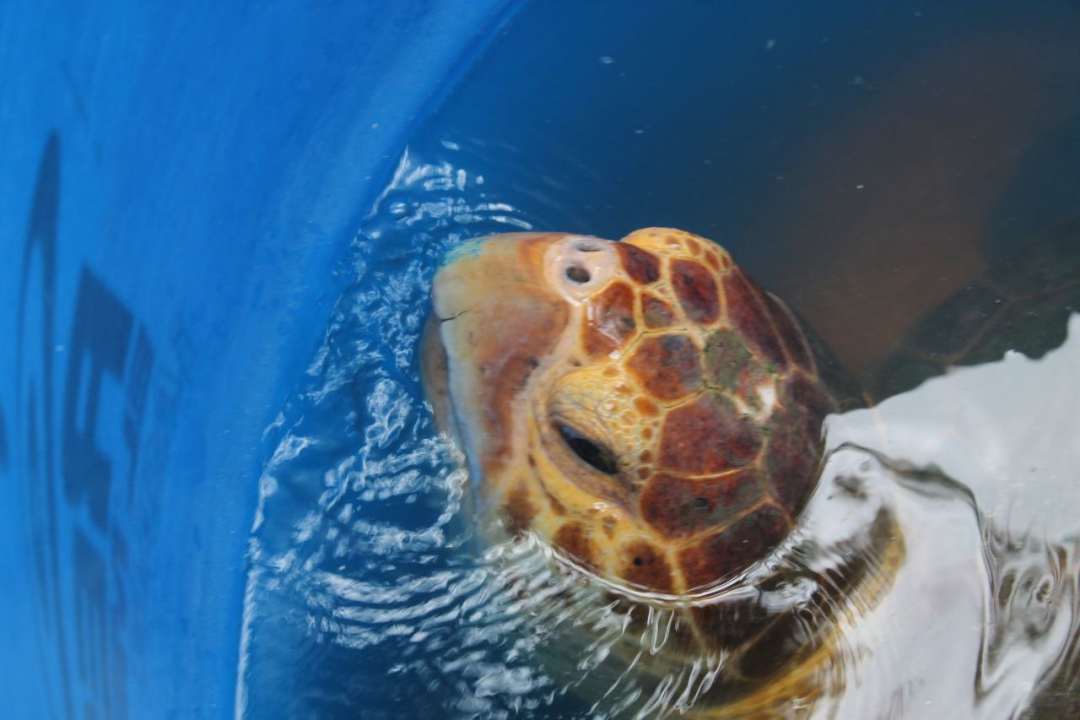 rescate tortuga en Zulia 