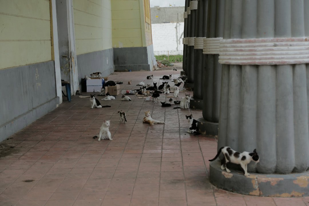 Gatos en Maracaibo 