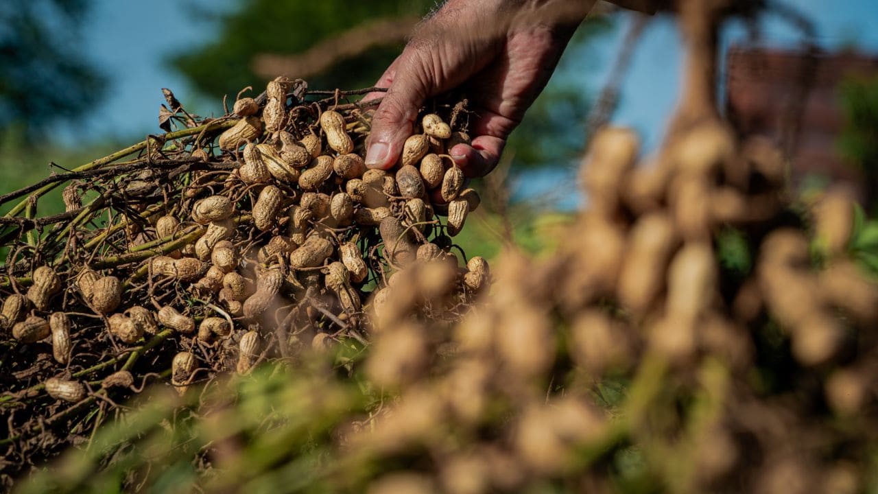Producción de maní en Maracaibo