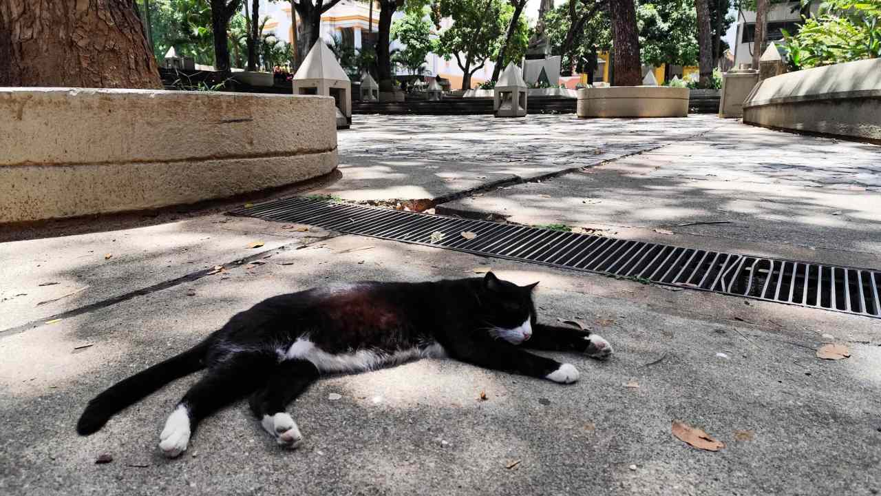 Gatos en la calle, abandono