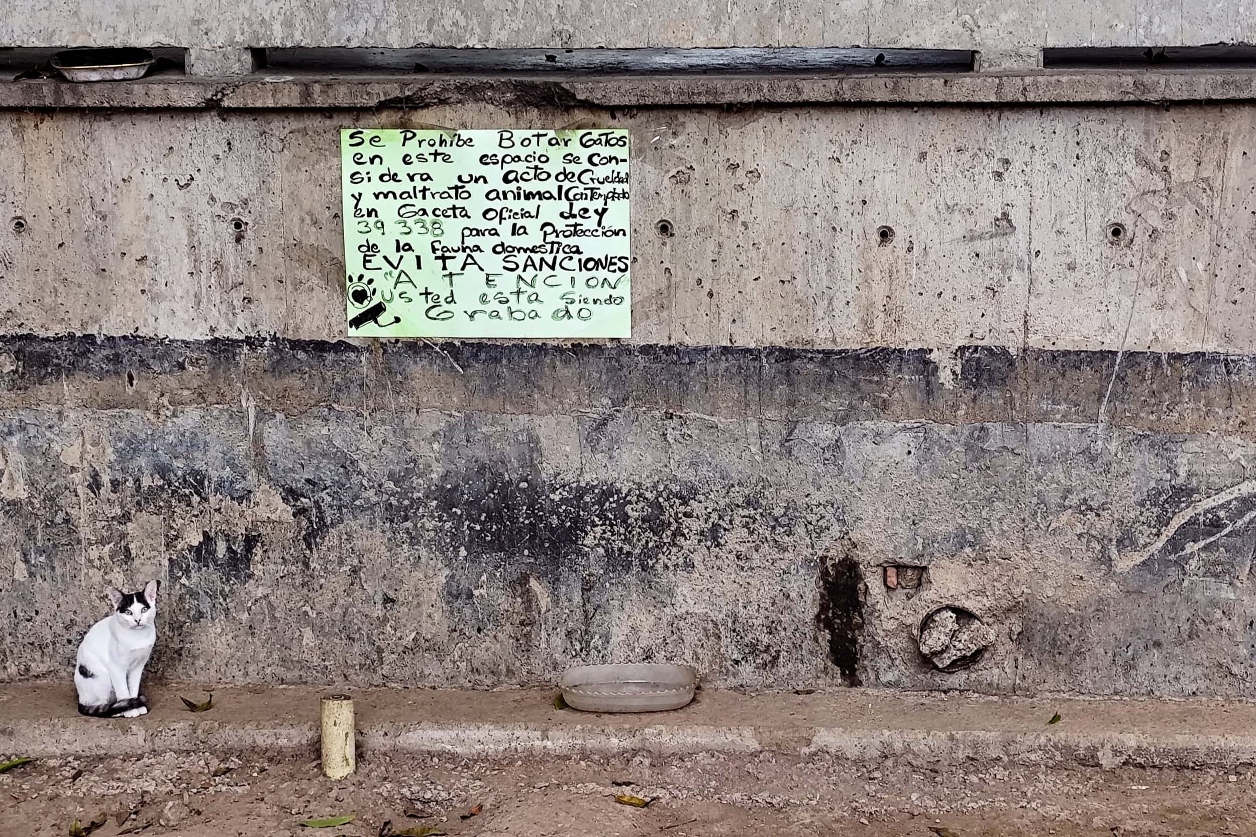 Gatos en la calle, abandono