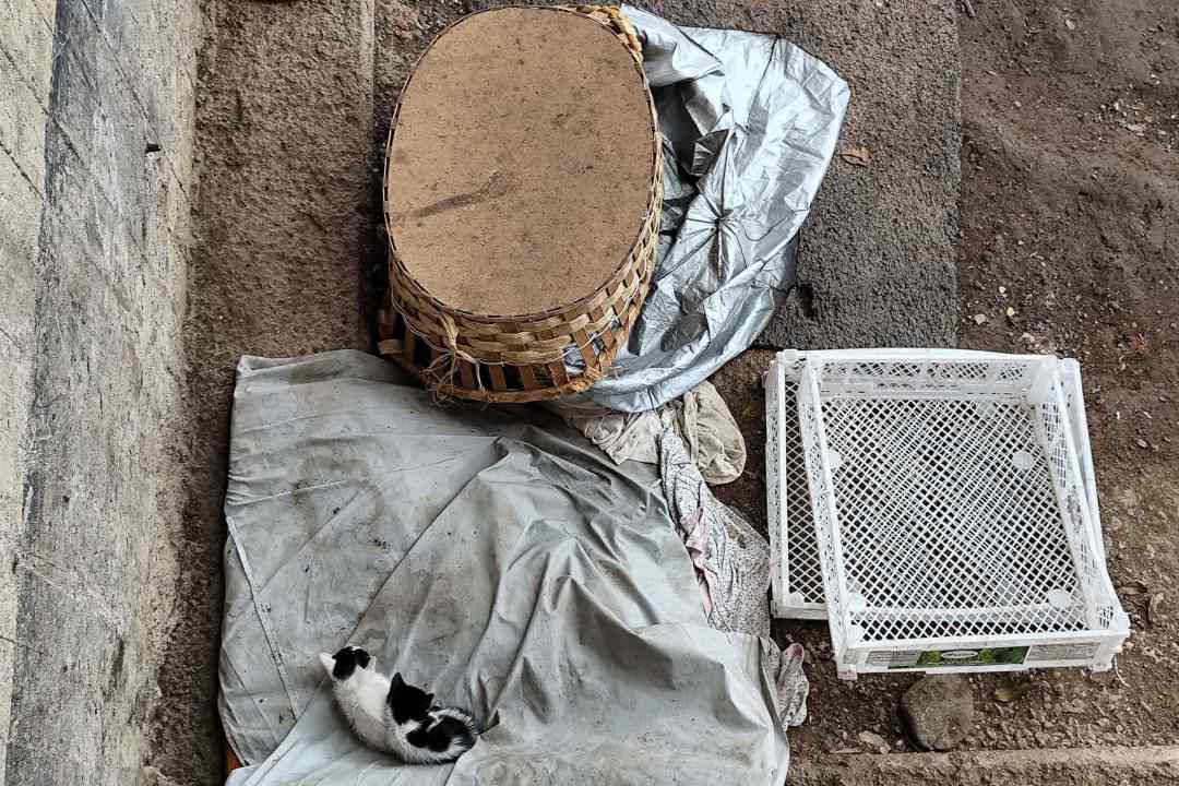 Gatos en la calle, abandono