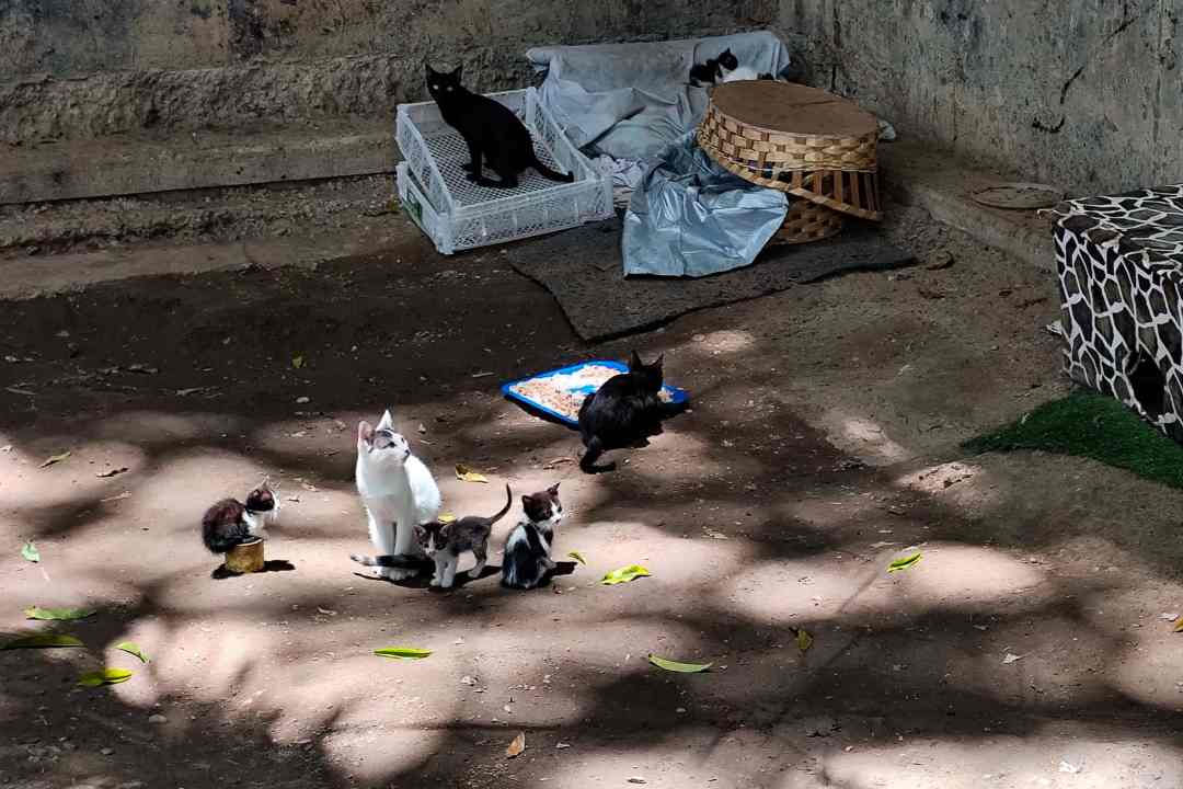Gatos en la calle, abandono