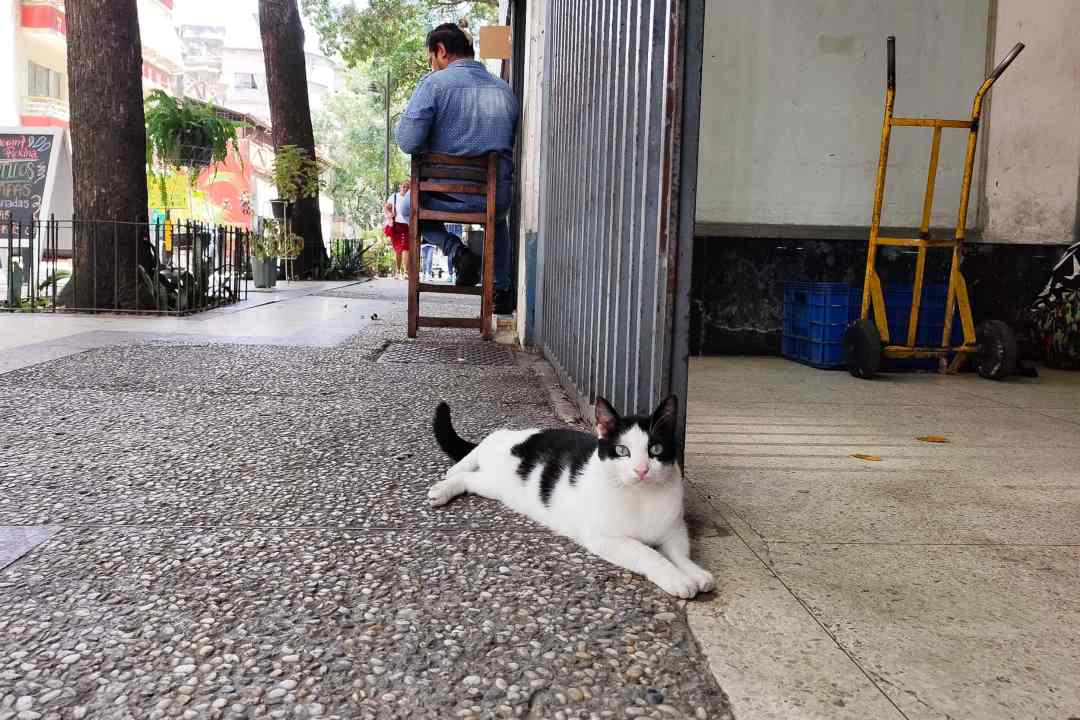 Gatos en la calle, abandono