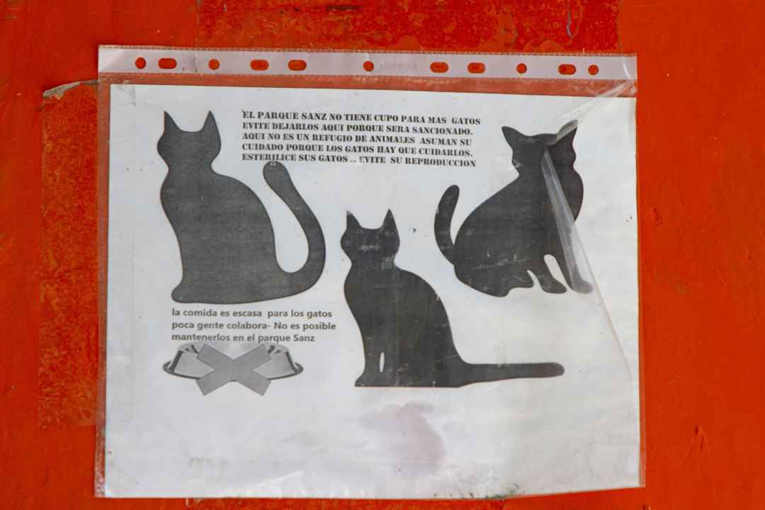 Parque Sanz, gatos en las calles, abandono