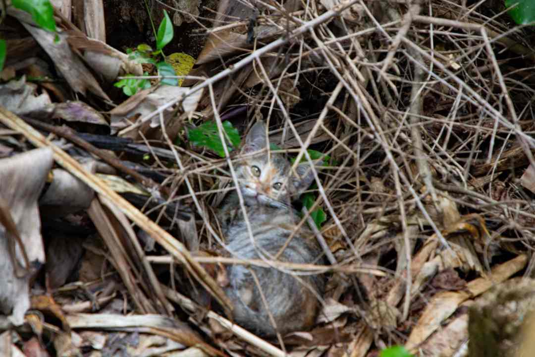 Parque Sanz, gatos en las calles, abandono