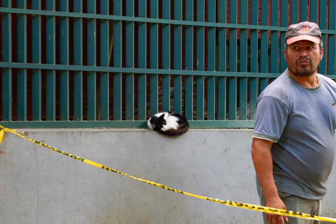 Parque Sanz, gatos en las calles, abandono