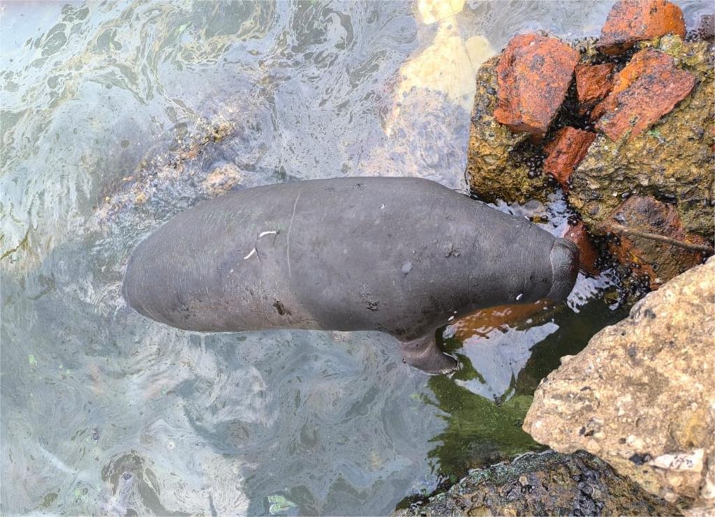 Manatí Lago de Maracaibo