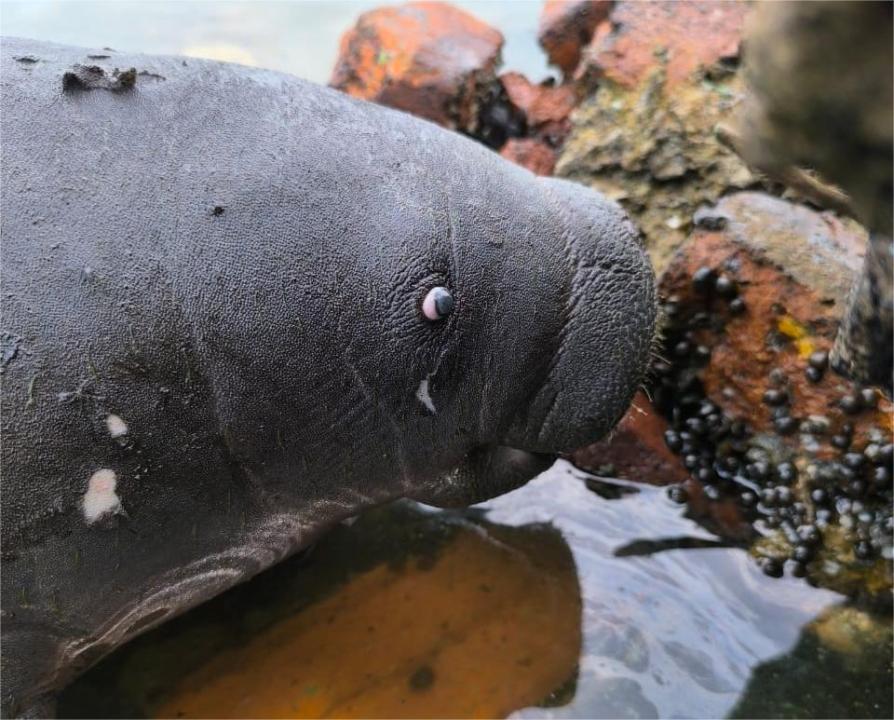 Manatí lago de Maracaibo 