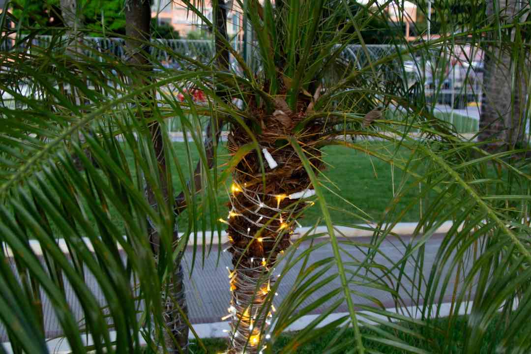 Navidad