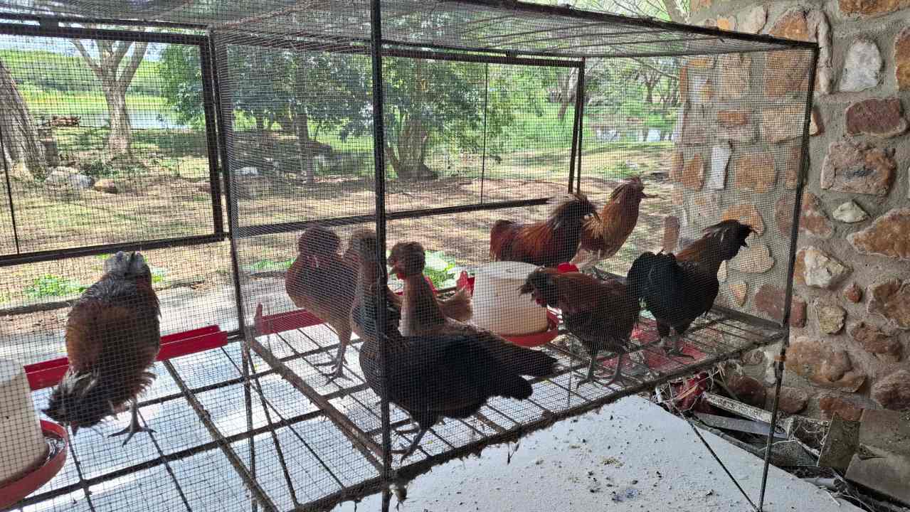 Finca en Bolívar sirve como aula universitaria por sus avances en genética avícola