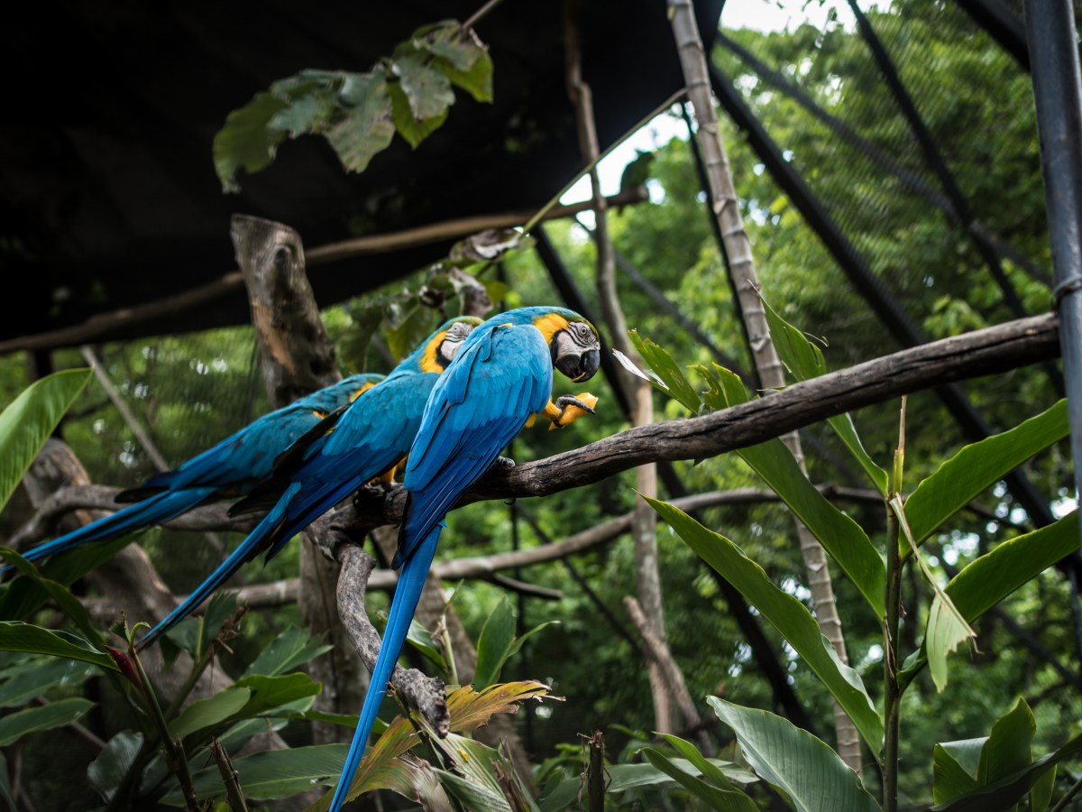 Exhortan a Alcaldías ejecutar las normas municipales para evitar más muertes de guacamayas y otras aves