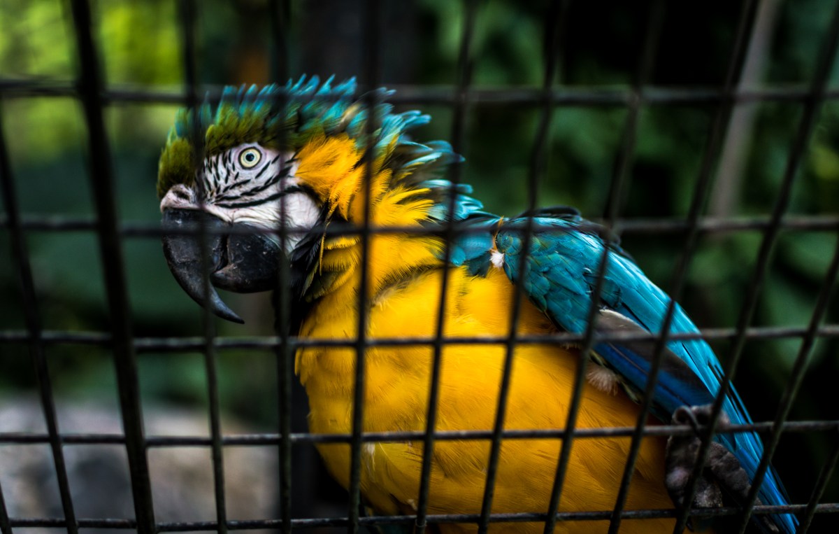 Guacamayas