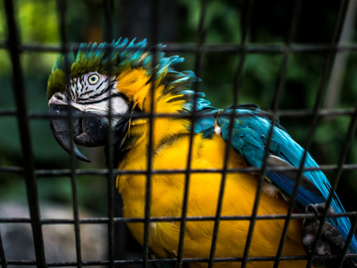 Guacamayas