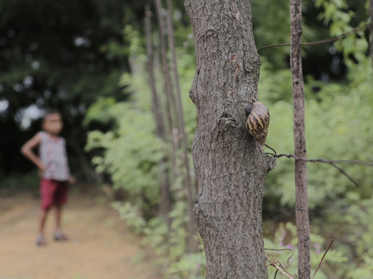 Caracol Africano Maracaibo