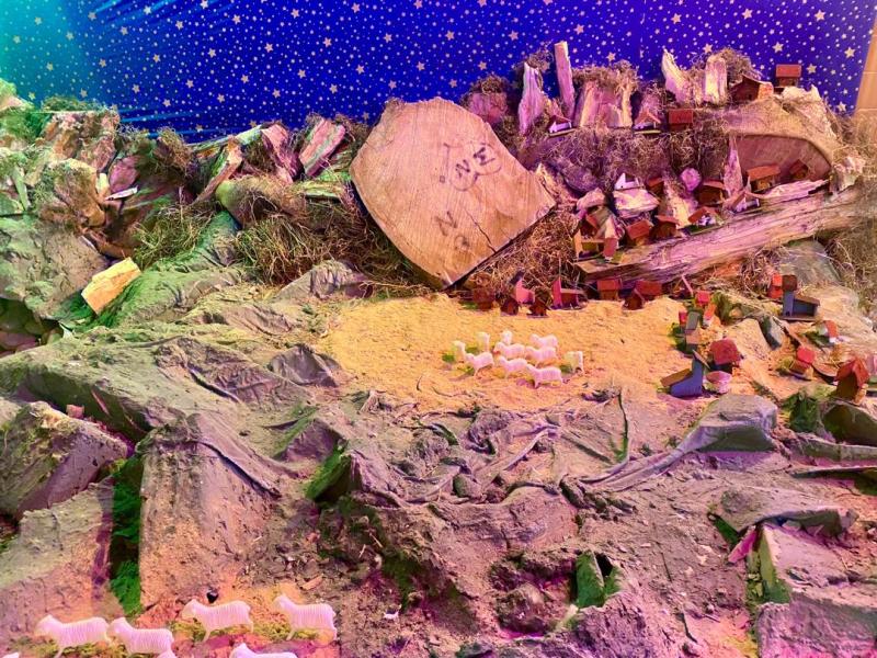 El musgo sigue en peligro si continúa su extracción para “decorar” pesebres