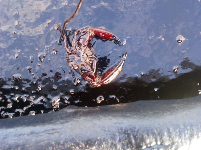 Derrames petroleros amenazan la supervivencia de 15 especies de aves marinas en costas venezolanas