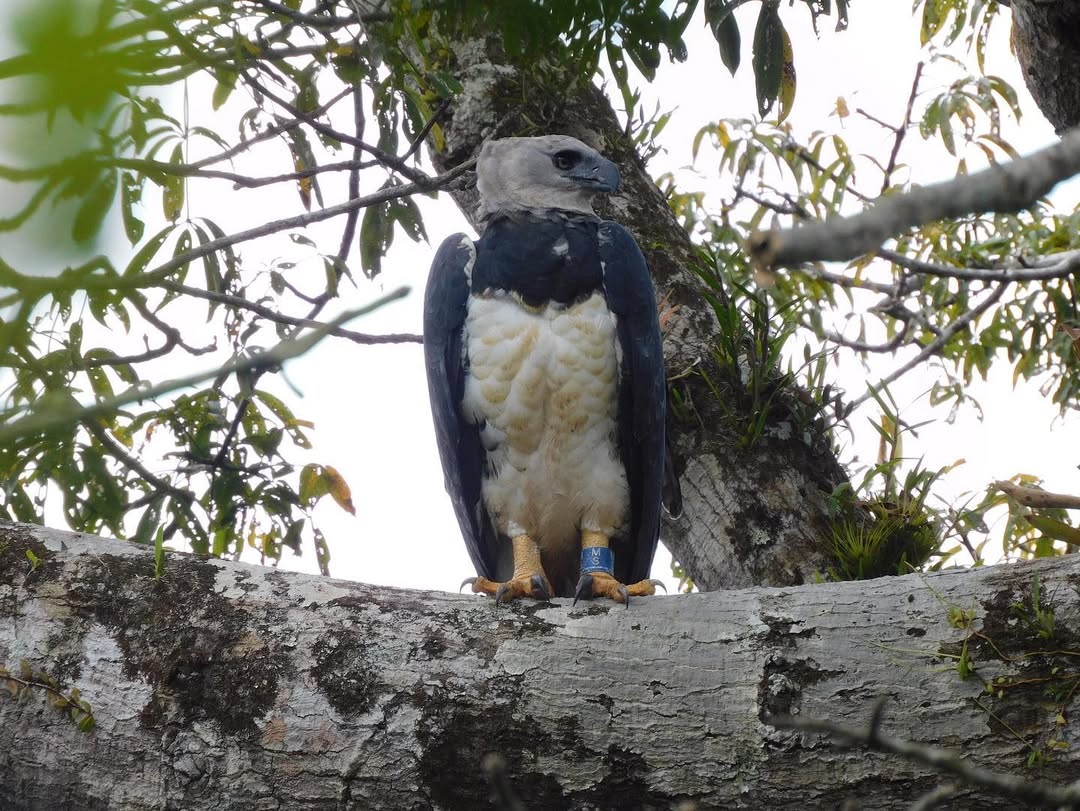 Águila harpía en Venezuela: una especie vulnerable que enfrenta amenazas ambientales y humanas