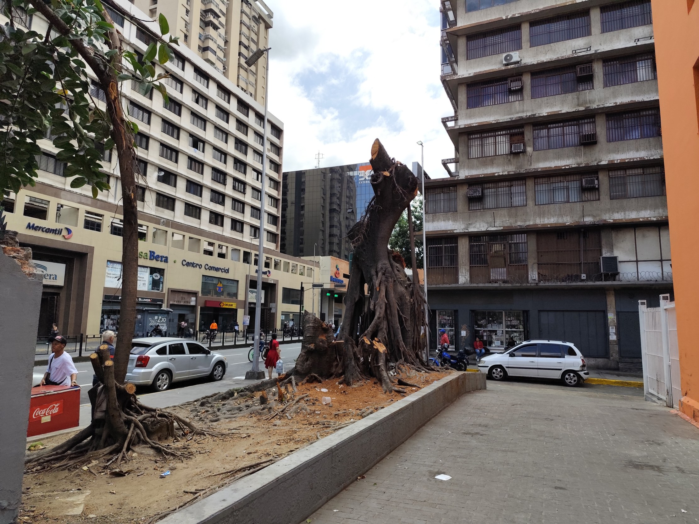 tala de árbol, La Candelaria