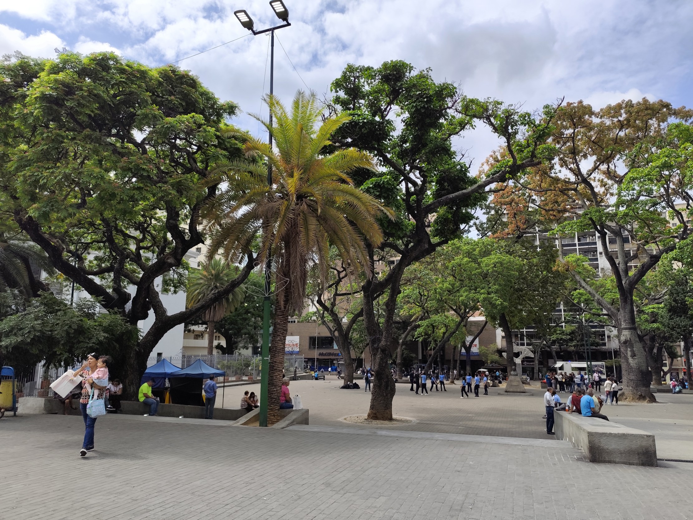 tala de árbol, La Candelaria