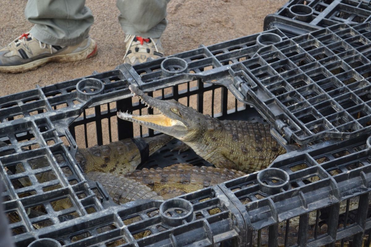 Conservacionistas hacen trueques con comida para frenar la caza del Caimán del Orinoco
