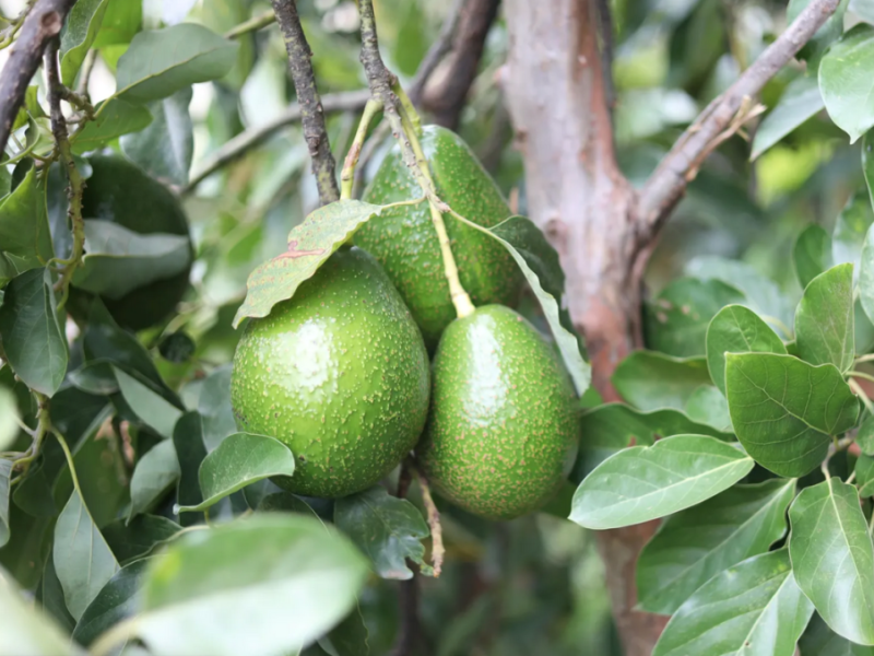 Inflación y temporada baja disparan precios del aguacate hasta 7 dólares en Caracas