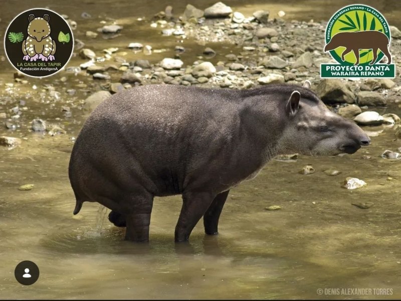 Científicos unen esfuerzos para evitar la extinción de la danta del Waraira Repano