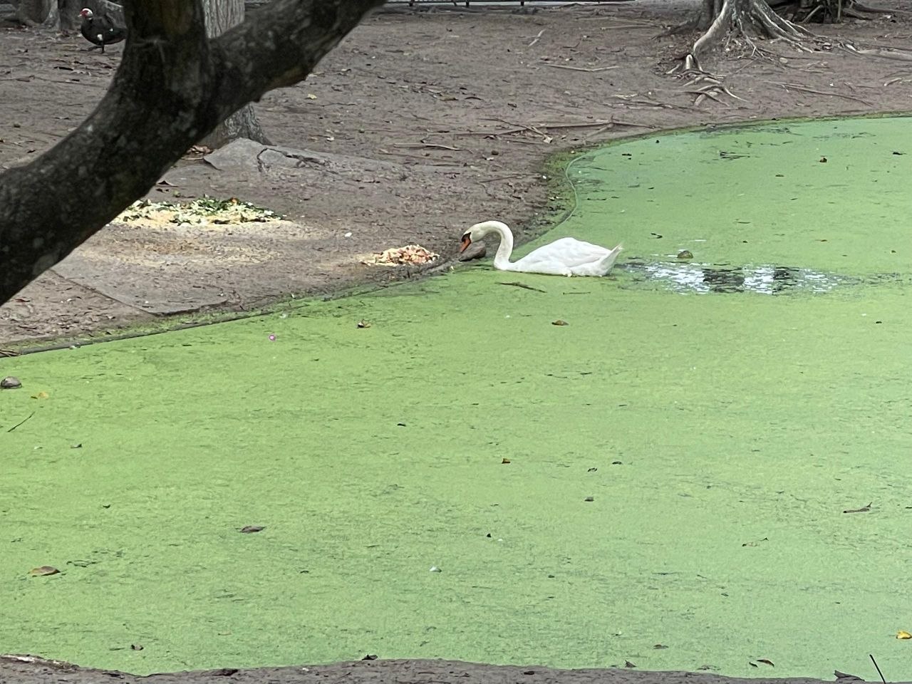 Lagos y áreas verdes del  Parque del Este sucumben ante la sequía y la falta de recursos  