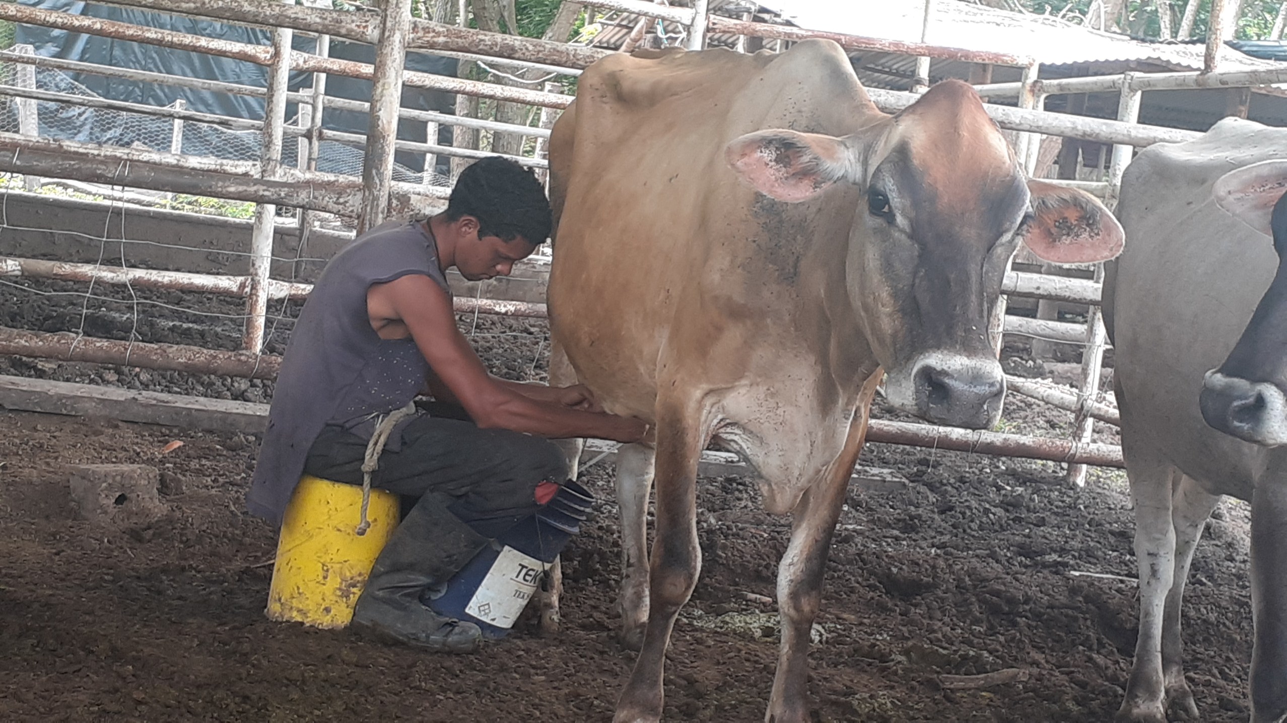 Bolívar disminuyó en 49 % su producción agropecuaria por fallas de combustible
