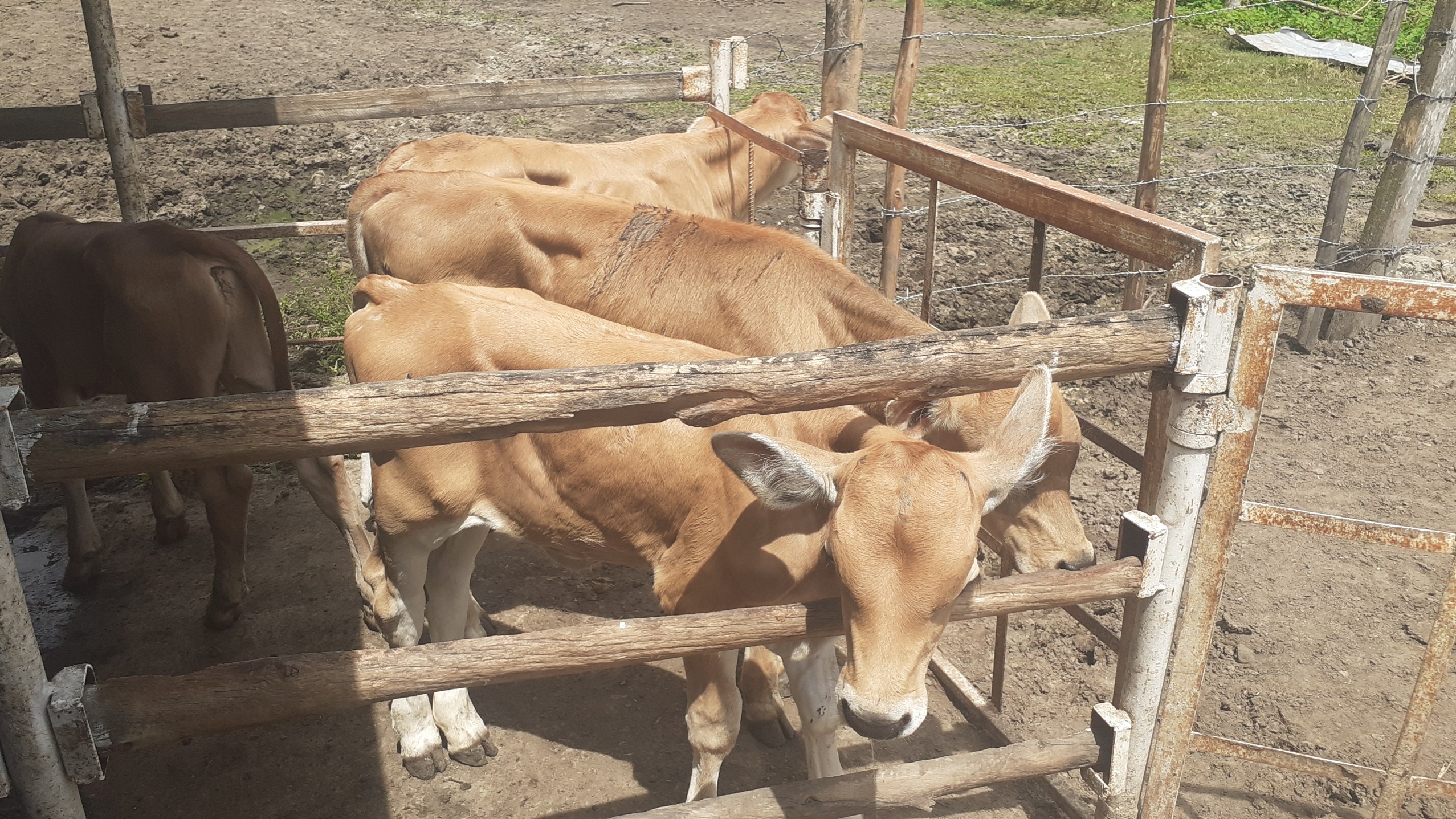Bolívar disminuyó en 49 % su producción agropecuaria por fallas de combustible

