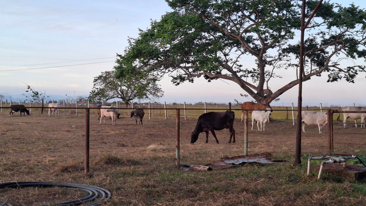 Bolívar disminuyó en 49 % su producción agropecuaria por fallas de combustible