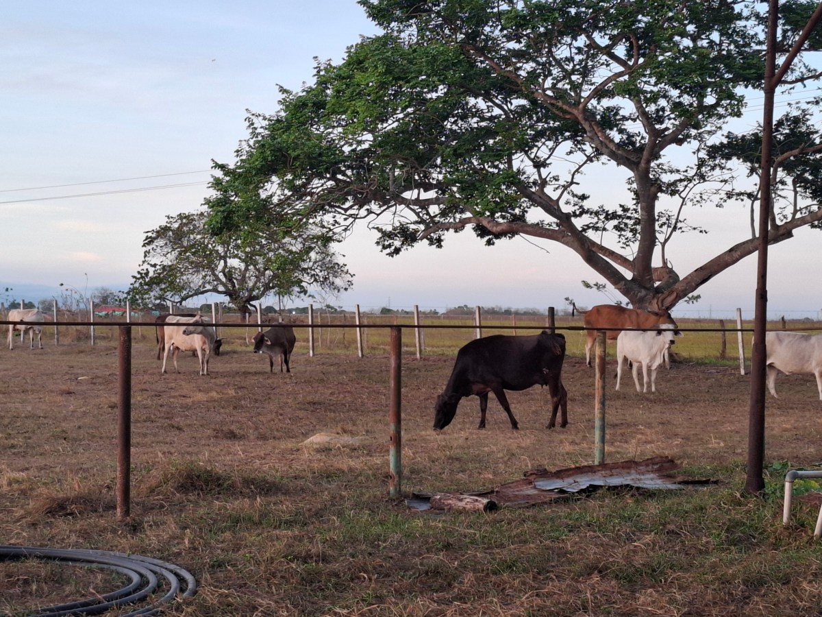 Productores en Bolívar buscan revertir caída de 49% de producción agrícopecuaria y erradicar la fiebre aftosa