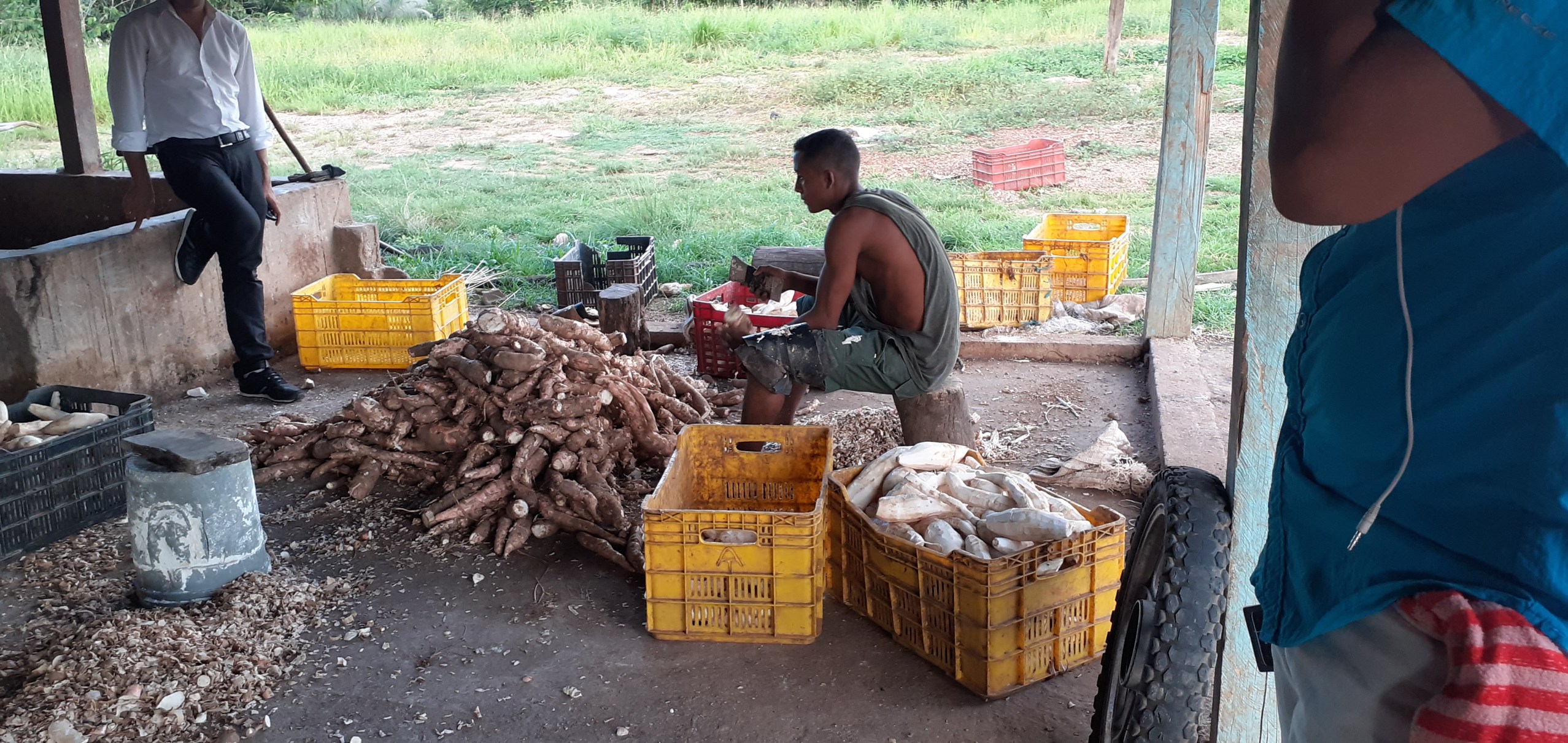 Bolívar disminuyó en 49 % su producción agropecuaria por fallas de combustible