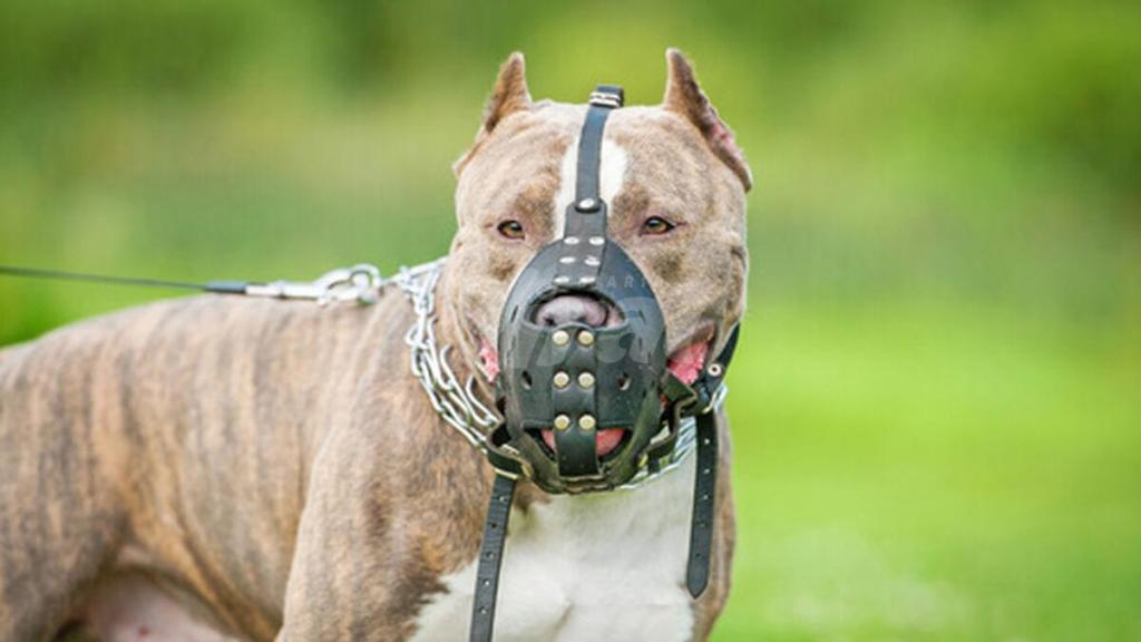 #EnClaves| Expertos instan a la tenencia responsable de pitbulls para evitar ataques en comunidades