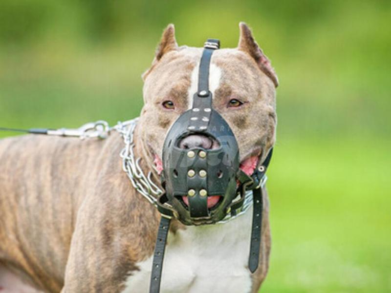 #EnClaves| Expertos instan a la tenencia responsable de pitbulls para evitar ataques en comunidades