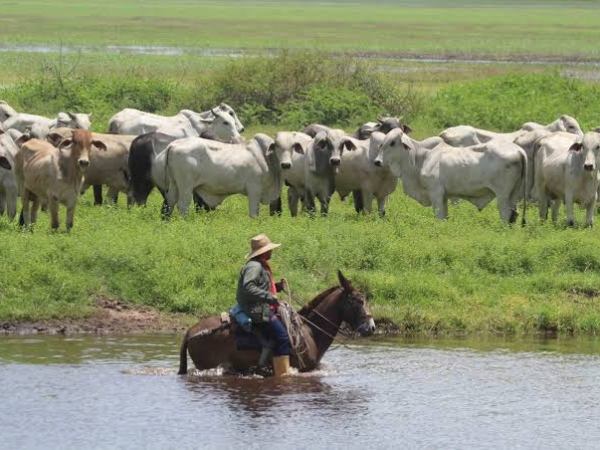 Productores agropecuarios en Bolívar denuncian que tienen dos meses sin gasoil 