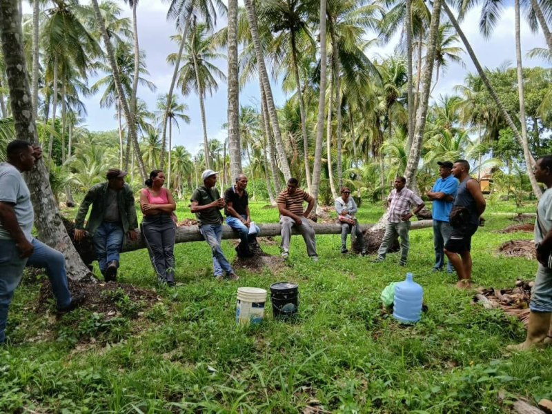 Restricciones fitosanitarias en Colombia asfixian la producción de coco en Venezuela